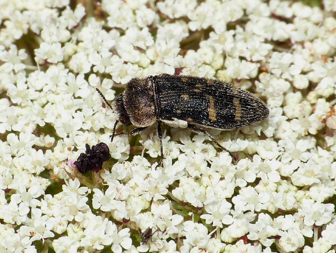 Acmaeoderella flavofasciata